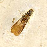 Termite aus der Santana Formation