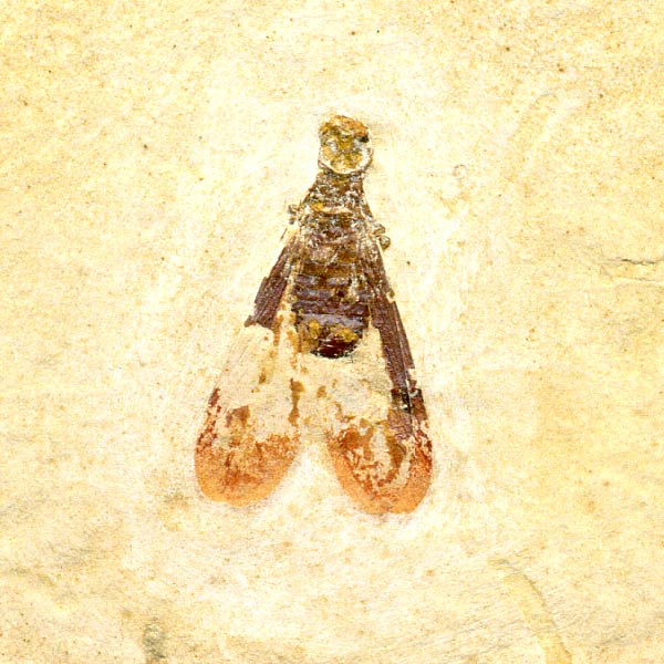 Insekten aus der Santana-Formation