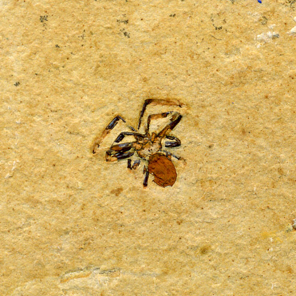 Insekten aus der Santana-Formation