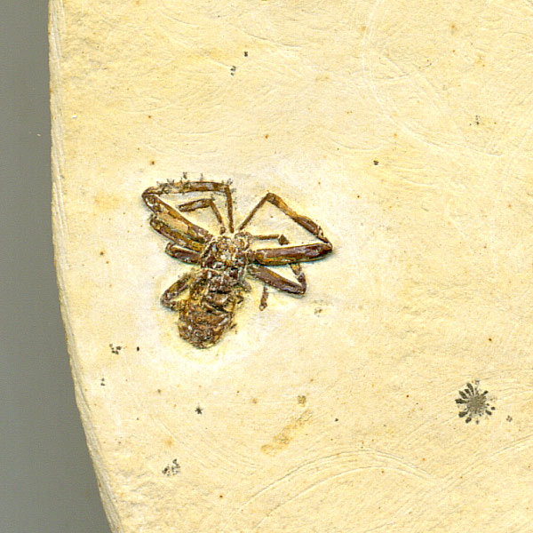 Insekten aus der Santana-Formation
