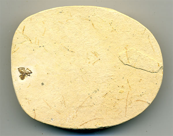 Insekten aus der Santana-Formation
