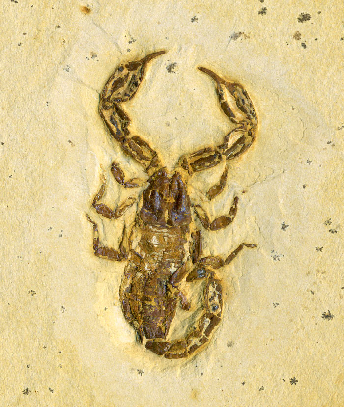 Insekten aus der Santana-Formation