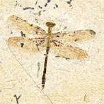 Libelle aus der Santana Formation