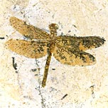 Libelle aus der Santana Formation