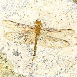 Libelle aus der Santana Formation