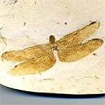 Libelle aus der Santana Formation