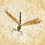 Libelle aus der Santana Formation