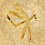 Libelle aus der Santana Formation