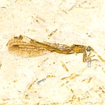 Libelle aus der Santana Formation