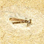 Libelle aus der Santana Formation
