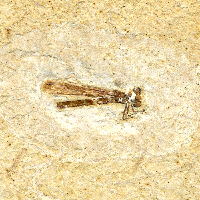 Insekten aus der Santana-Formation