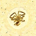 Vinctifer wird von einem Calamopleurus gefressen, Santana Formation, Brasilien