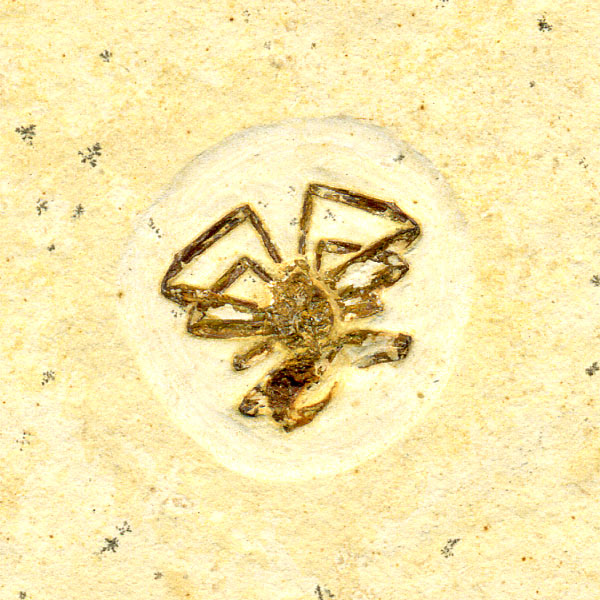 Vinctifer wird von Calamopleurus gefressen, Santana Formation, Brasilien