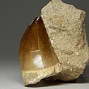 Mosasaurierz�hne aus Marokko 