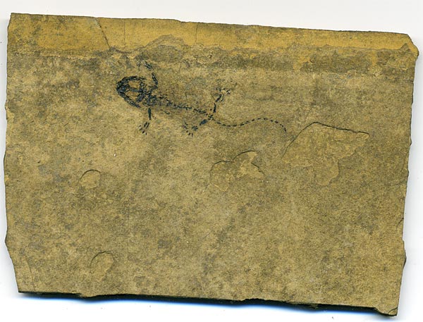 Mesosaurier aus Brasilien