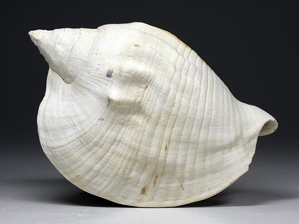Fl�gelschnecke aus dem Terti�r von Florida