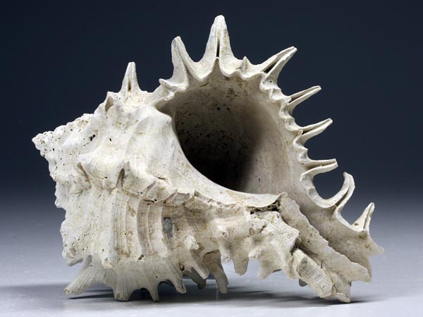Stachelschnecke aus dem Terti�r von Florida