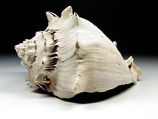 Kronenschnecke aus dem Terti�r von Florida