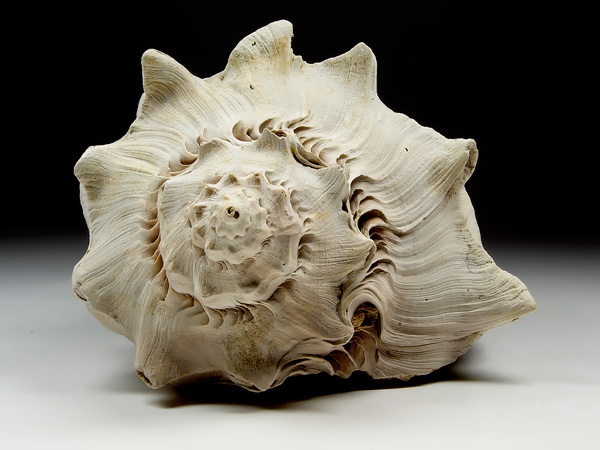 Kronenschnecke aus dem Terti�r von Florida