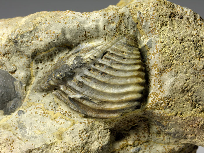 Trigonia (Dreiecksmuschel) aus Sengenthal