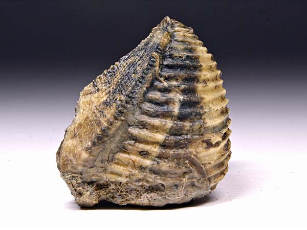 Trigonia (Dreiecksmuschel) aus Sengenthal