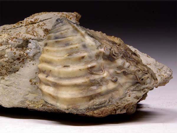 Trigonia (Dreiecksmuschel) aus Sengenthal