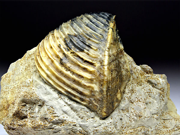 Trigonia (Dreiecksmuschel) aus Sengenthal