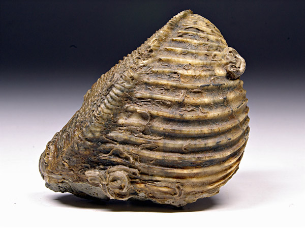 Trigonia (Dreiecksmuschel) aus Sengenthal