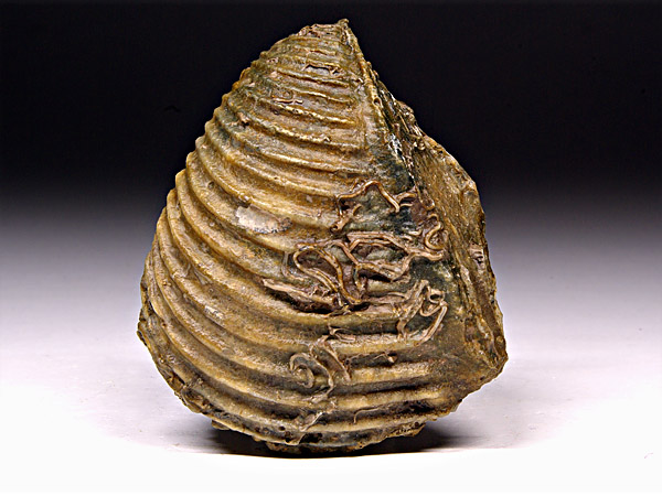 Trigonia (Dreiecksmuschel) aus Sengenthal
