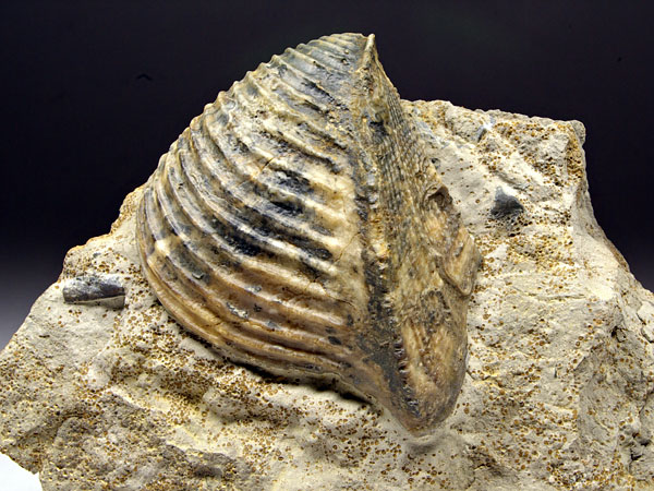 Trigonia (Dreiecksmuschel) aus Sengenthal