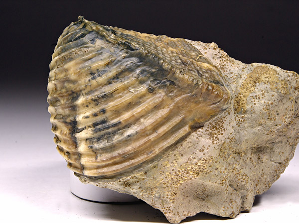Trigonia (Dreiecksmuschel) aus Sengenthal