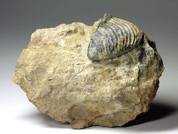 Trigonia (Dreiecksmuschel) aus Sengenthal