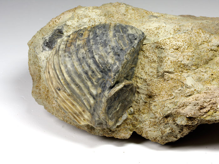 Trigonia (Dreiecksmuschel) aus Sengenthal