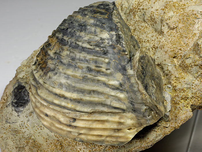 Trigonia (Dreiecksmuschel) aus Sengenthal