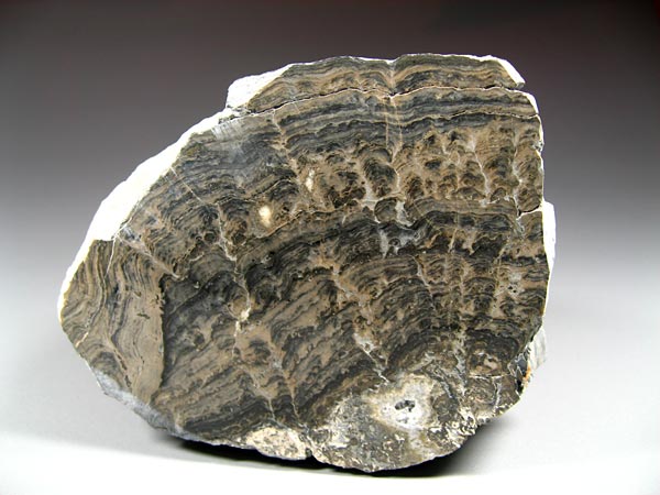 Stromatolithen aus Deutschland