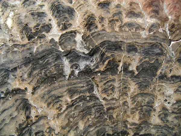 Stromatolithen aus Deutschland