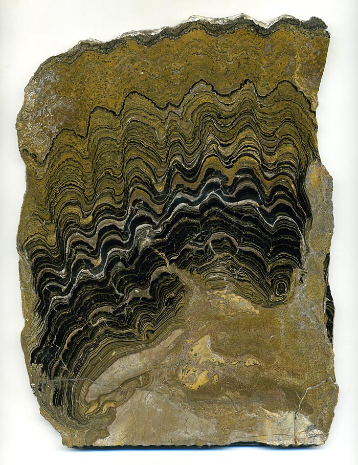 Stromatolithen aus Bolivien