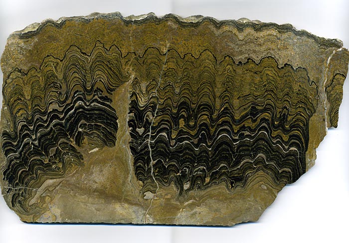 Stromatolithen aus Bolivien