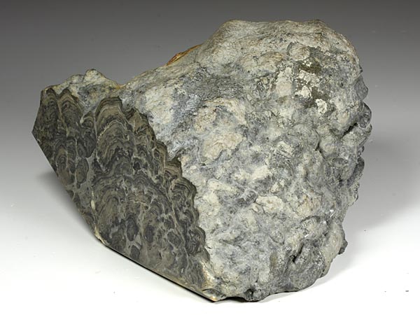 Stromatolith aus Deutschland, Th�ster Berg