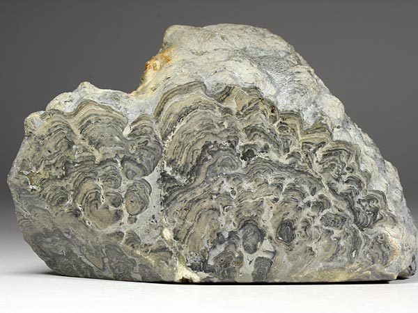 Stromatolith aus Deutschland, Th�ster Berg