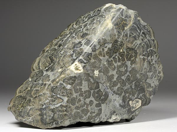 Stromatolith aus Deutschland, Th�ster Berg