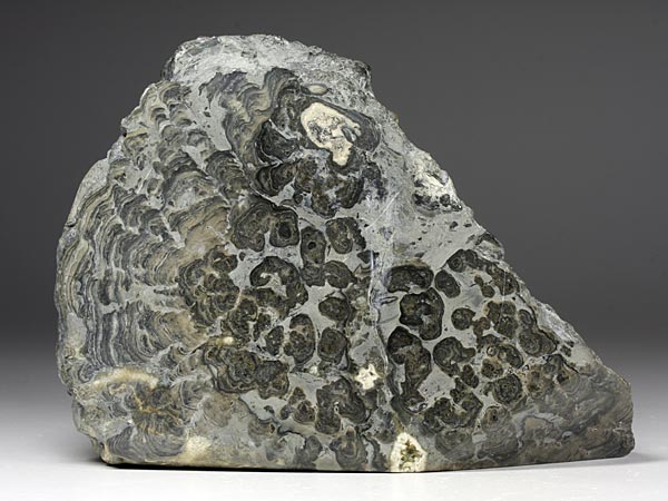 Stromatolith aus Deutschland, Th�ster Berg