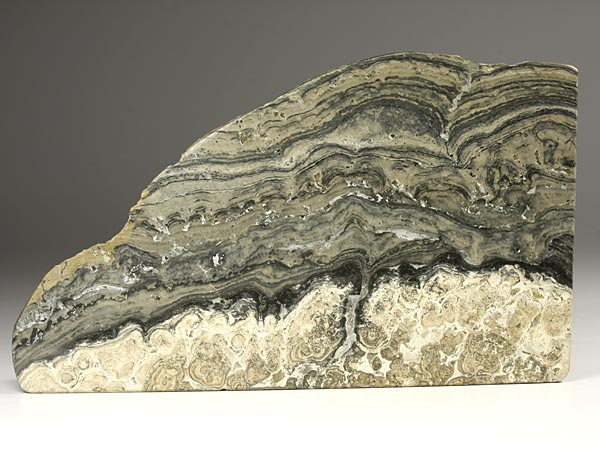 Stromatolith aus Deutschland, Th�ster Berg