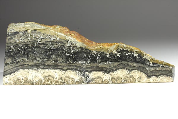 Stromatolith aus Deutschland, Th�ster Berg