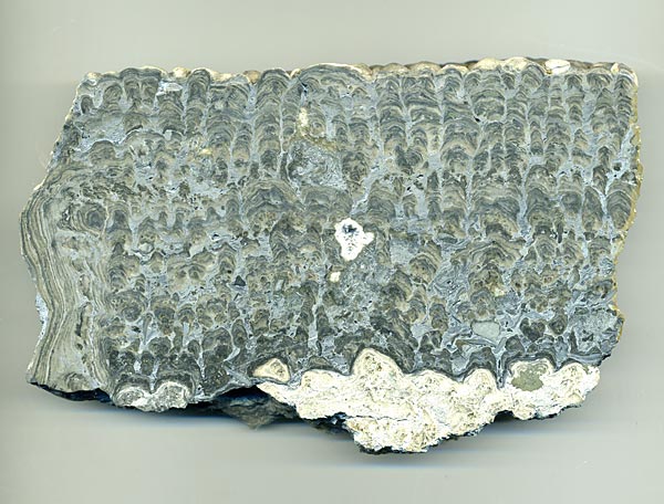 Stromatolith aus Deutschland, Th�ster Berg