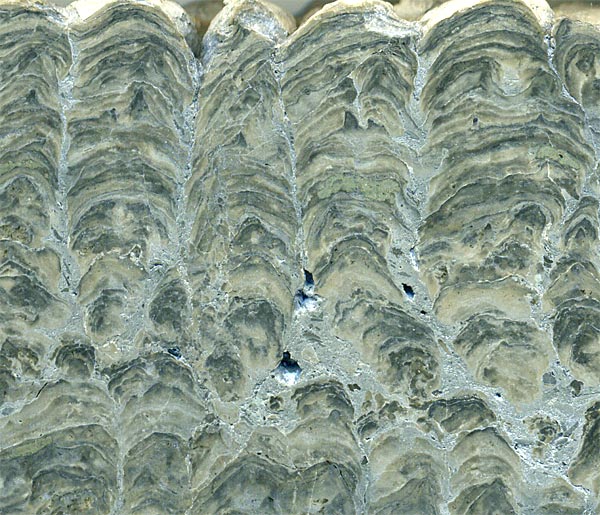 Stromatolith aus Deutschland, Th�ster Berg