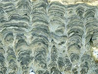 Stromatolithen aus Deutschland (Th�ster Berg)