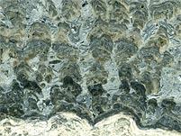 Stromatolithen aus Deutschland (Th�ster Berg)
