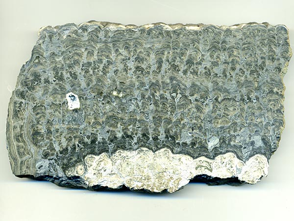 Stromatolith aus Deutschland, Th�ster Berg