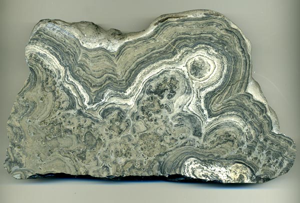 Stromatolith aus Deutschland, Th�ster Berg